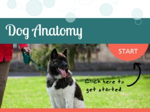 Dog anatomy e-learning module