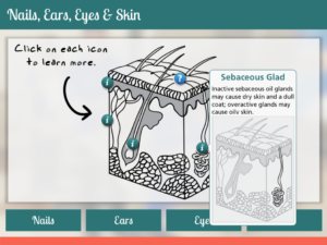 Dog anatomy e-learning module, screen 2